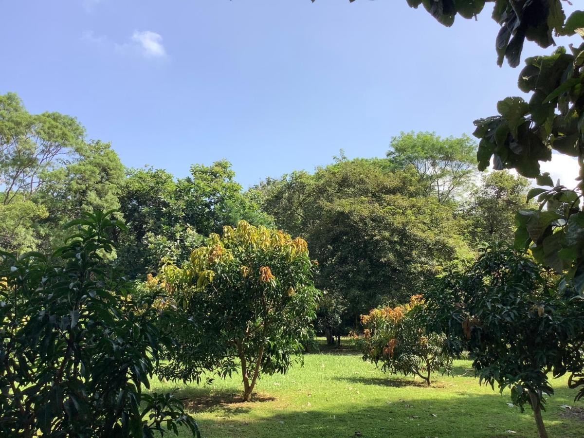 Mind Body And Soul Hotel Dambulla Exterior photo