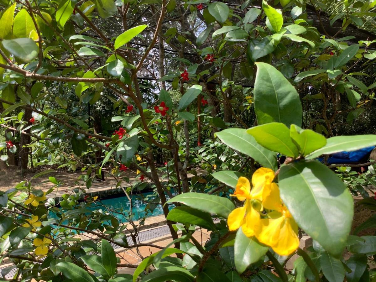 Mind Body And Soul Hotel Dambulla Exterior photo